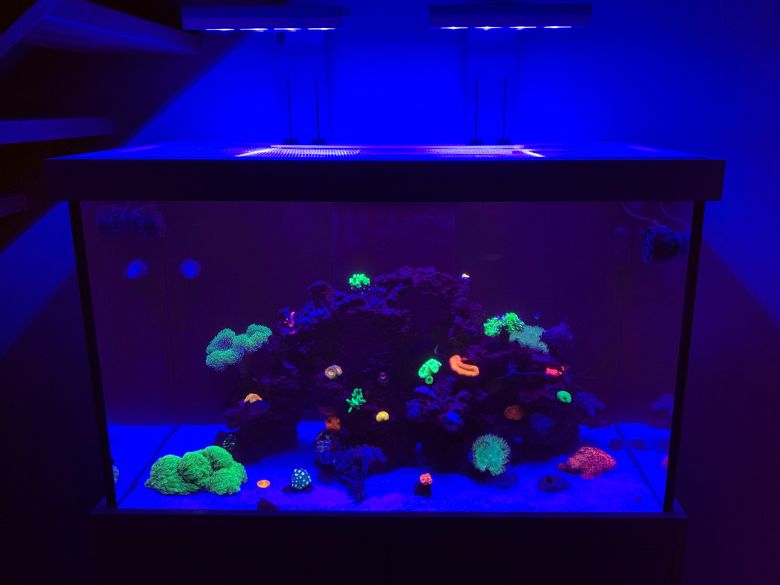 Das Fluoreszenz Meerwasseraquarium