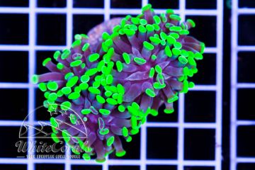Euphyllia paraancora Green Neon