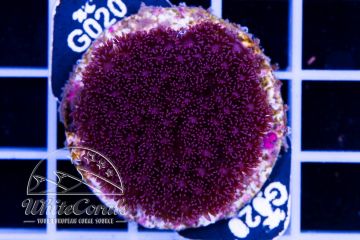 Goniopora Mini Flower Purple