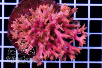 Seriatopora hystrix Pink