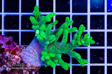 Sinularia flexiblis Aussie Green Neon