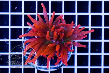 Entacmaea quadricolor Red