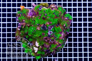 Porites Green with Spirobranchus giganteus Multicolor Rock