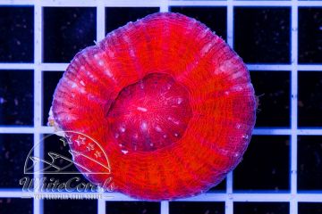 Scolymia Red
