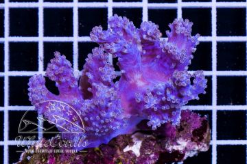 Cespitularia Purple