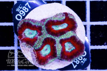 Acanthastrea Ring of Fire