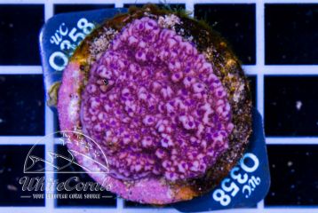 Montipora delicatula Purple
