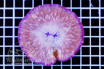 Fungia Purple