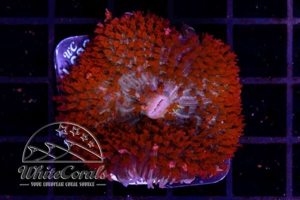 Rhodactis osculifera Bubble Mushroom Red