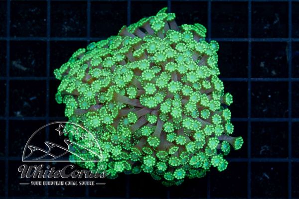 Alveopora Aussie Green