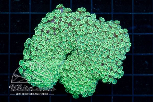Alveopora Aussie Green