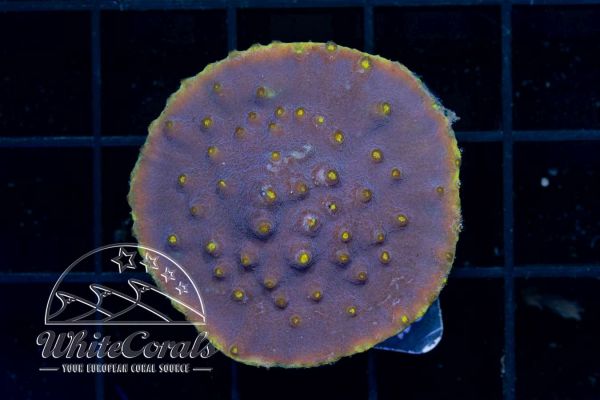 Turbinaria reniformis Purple/Yellow (WCC)