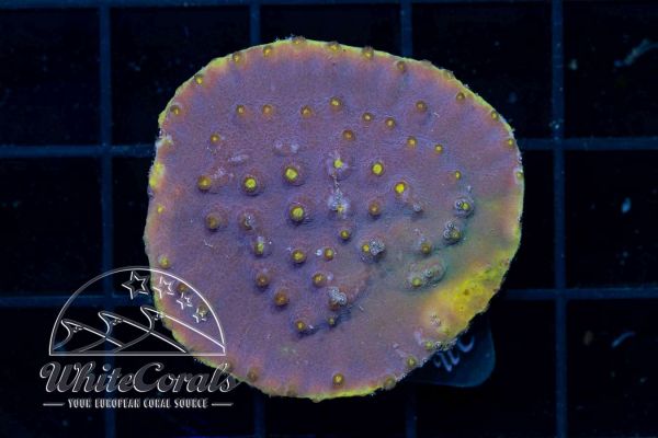 Turbinaria reniformis Purple/Yellow (WCC)