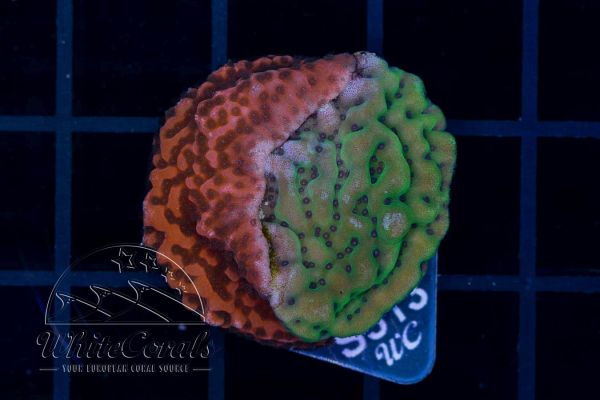 Montipora Grafted Red and Green