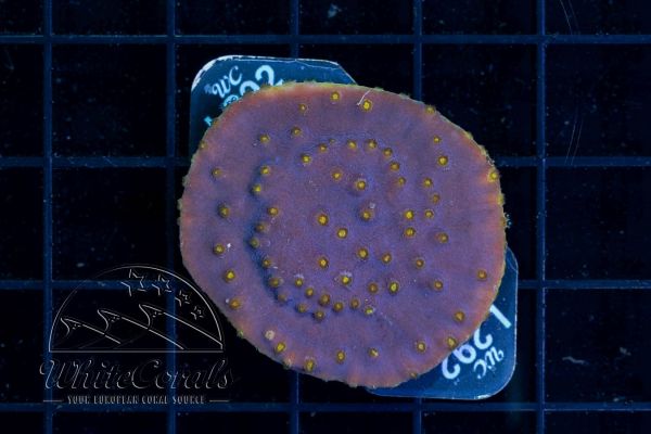 Turbinaria reniformis Purple/Yellow 