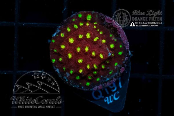 Cyphastrea Green People Eater (WCC)(BSP)(Filter)
