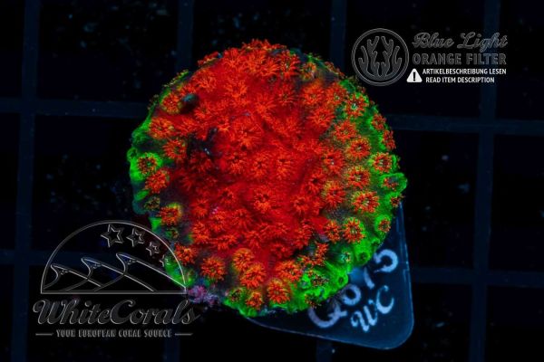 Cyphastrea Red Dawn (WCC)(BSP)(Filter)