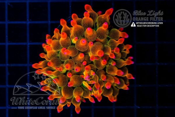 Entacmaea quadricolor Sunburst (WCC)(BSP)(Filter)