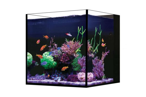 Red Sea Desktop Cube (nur Aquarium)