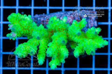 Acropora tenuis Yellow and Blue Tips