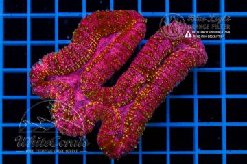 Lobophyllia Pink and Gold Dust
