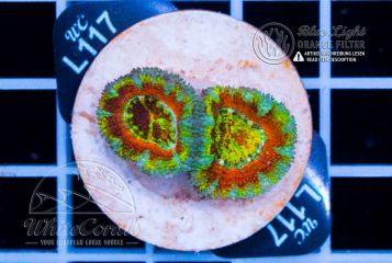 Acanthastrea Red vs Green