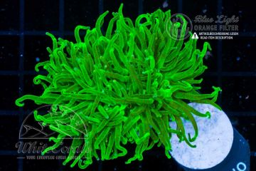 Euphyllia glabrescens Green Lantern (Filter)