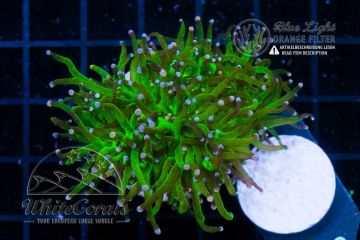 Euphyllia glabrescens Green (Filter)