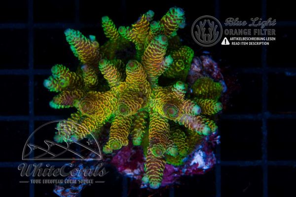 Acropora millepora Multicolor