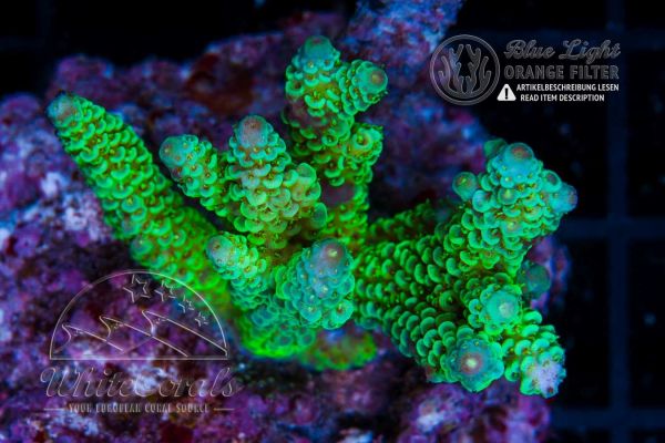 Acropora millepora Green and Blue Tips