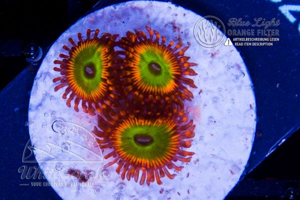 Zoanthus Rainbow Paly