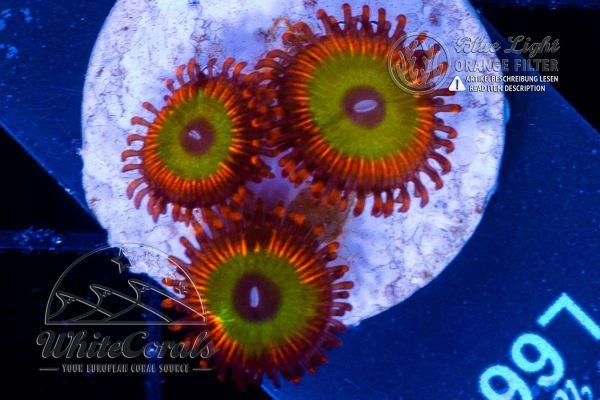 Zoanthus Rainbow Paly (WCC) (Filter)