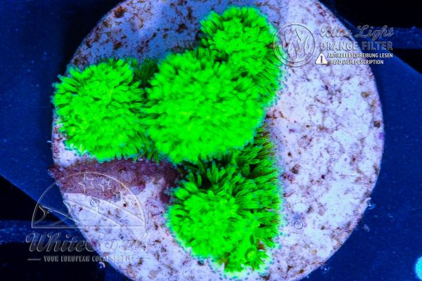 Pocillopora Fiji Green (WCC) (Filter)