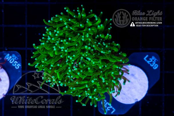 Euphyllia glabrescens Green Lantern (Filter)