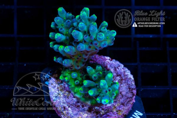 Acropora Blueberry Infection
