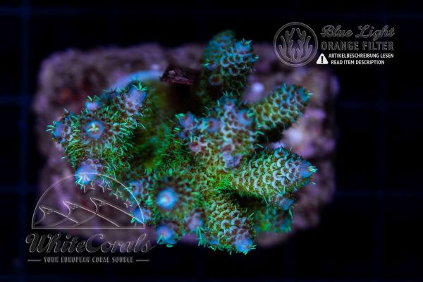 Acropora millepora Blue Tips (Filter)