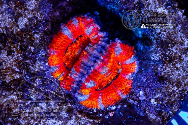 Acanthastrea Red Rainbow (WCC)(Filter)