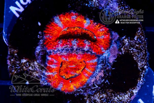 Acanthastrea Red Rainbow (WCC)(Filter)