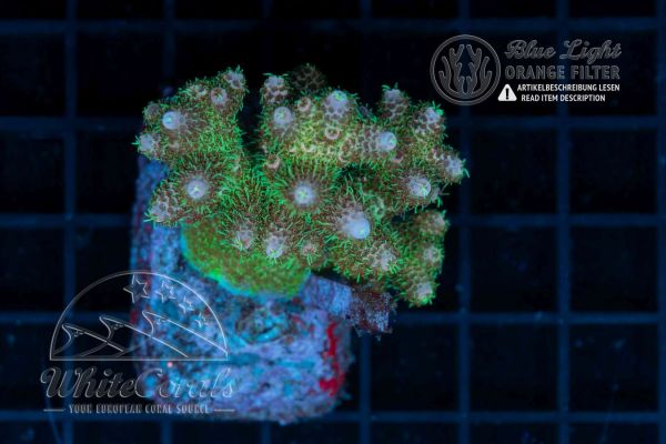Acropora millepora New Years Party
