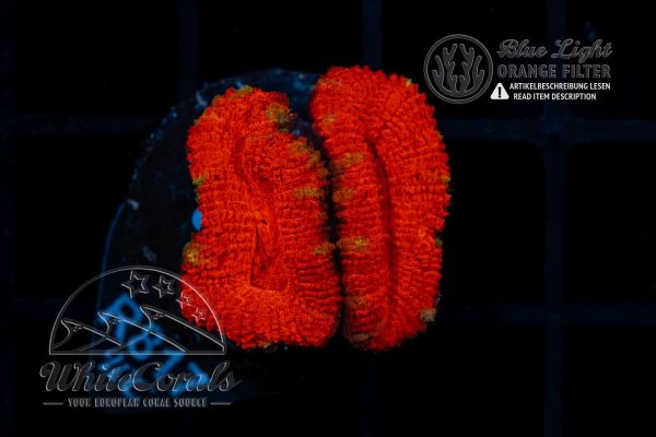 Acanthastrea Bloody Snow (WCC) (Filter)