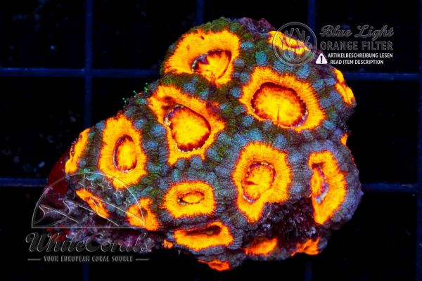 Acanthastrea Bloody Snow (Filter)