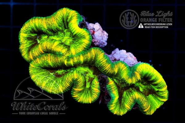 Trachyphyllia Green Marble (Filter)
