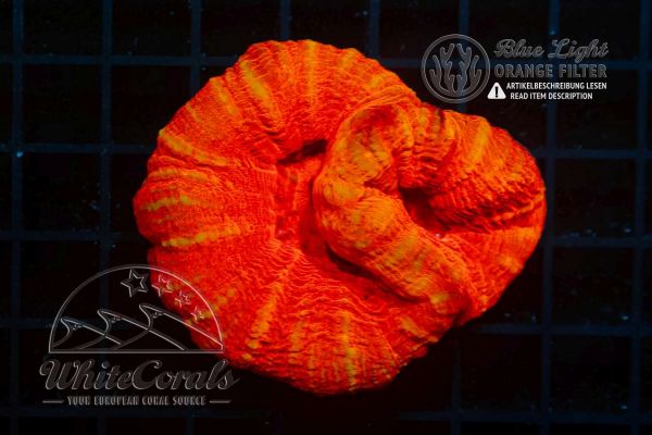 Scolymia australis Red Double Poylp (Filter)