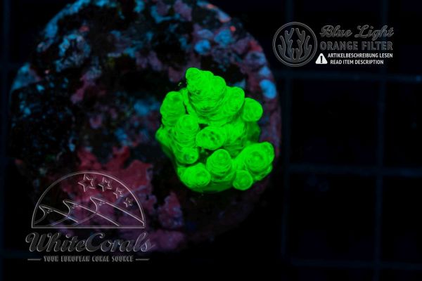 Sinularia Super Green (WCC) (Filter)