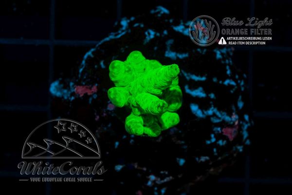Sinularia Super Green (WCC) (Filter)