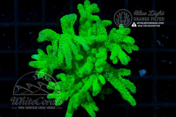 Sinularia Super Green Aussie (Filter)