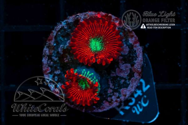 Zoanthus Red Magicians (WCC) (Filter)
