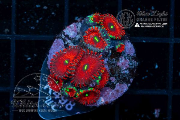 Zoanthus Red People Eater (WCC)(Filter)