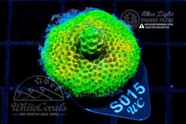 Acropora anthocercis Green (WCC)(Filter)