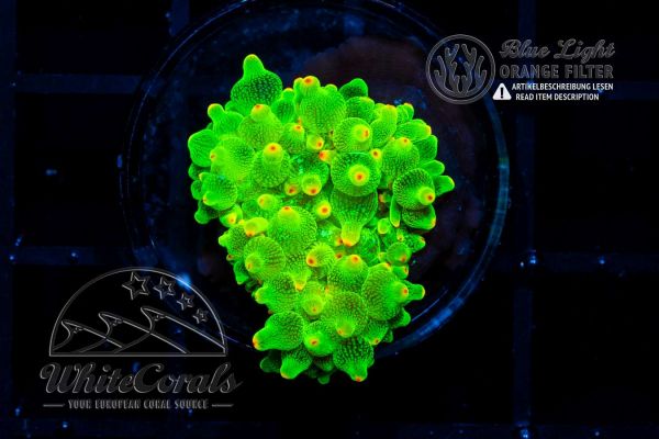 Entacmaea quadricolor Green Blizzard (Filter)
